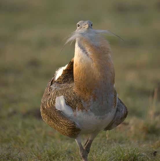 8 9 Once in their thousands in Brandenburg...... today a rare bird Bustard hunter in the Middle Ages, after GEWALT (1959).