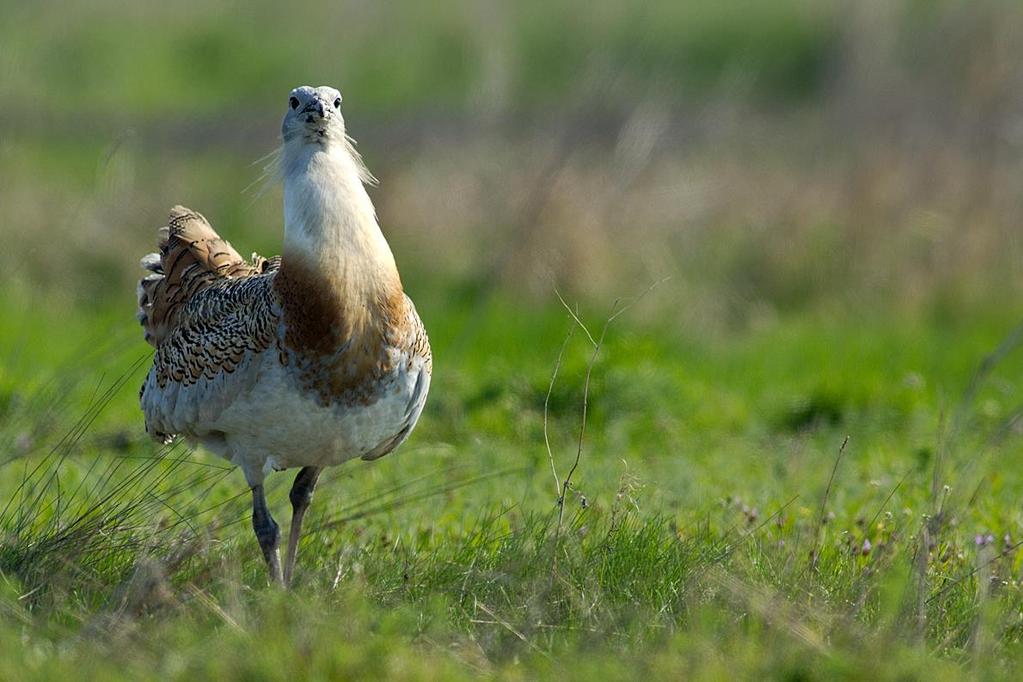 Great Bustard MoU and LIFE Project Meeting Illmitz, Austria, March 9, 2017 Purpose of the meeting in context of the
