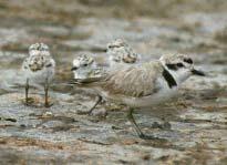 Family life in Kentish plover: brood care Chicks are precocial (ie they find food for themselves) although the parents brood them and defend them from predators Larry