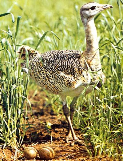 bring back bustards to UK Since 2003 over 50 chicks were imported