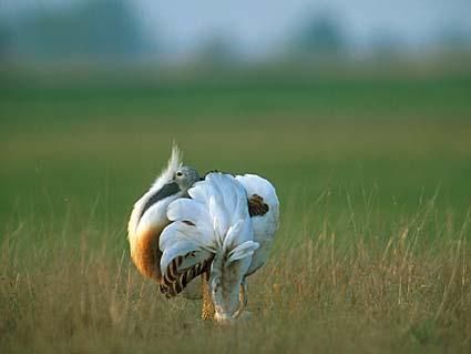 Family life in bustards: conservation & evolutionary biology Lek: males display in spring, and females shop around http://www.grosstrappe.