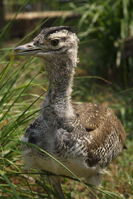 Koris in US Zoos In US collections since 1940 Breeding > 1992 150 chicks born AZA SSP