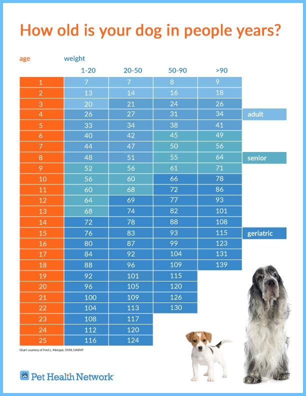 Senior Health Exams Scheduling regular veterinary examinations is one of the most important steps pet owners can take to keep their pets in tip-top shape.