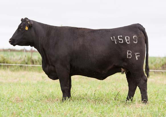 Bred Heifers Lot 22 22 Burgman BURGMANS FOREVER LADY 4589 1/12/14 4589 Act BW 72 Angus SITZ TRAVELER 8180 S A V FINAL ANSWER 0035 S A V EMULOUS 8145 BURGMANS FOREVER LADY 7492 WOODHILL FORESIGHT TWIN