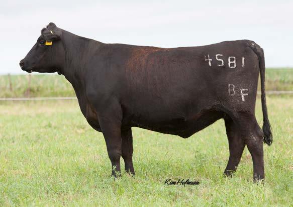 89 Neat package with a pedigree that includes great animals on both sides. 4589 is a favorite of ours as she is very thick and moderate in size. Tough to let go of, as she is the kind to keep.