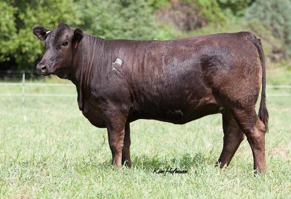 Be sure to see the video of Lot 25 because she is a bunch better than she pictured. We flushed her this spring to Redemption. She has nearly a top 3% API. Final Answer should be a no-miss mating.