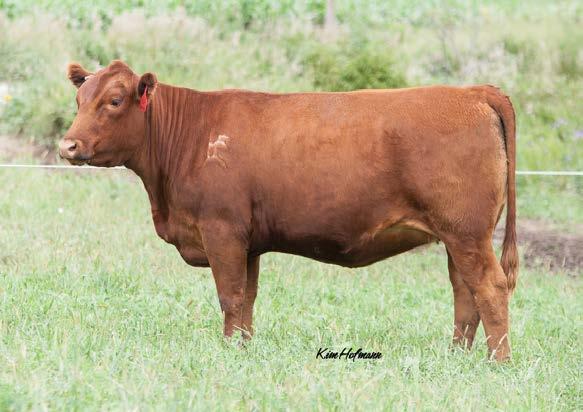 58 API 116 Bred to: HSF Conquest 41X 29Z (Red SimAngus ) ASA# 2995560 Due 1/28/16 Lot 28 She has always been a standout, just like her mother. Strong cow family.