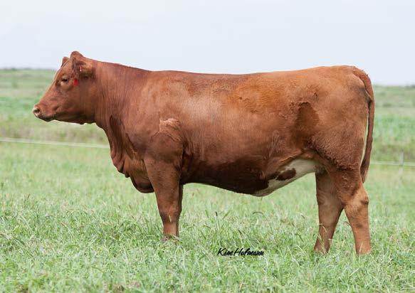 41 API 146 Lot 29 One of the first Redemption-sired, red SimAngus bred females to sell. Based on what we know about Redemption and this cow family, stayability is built in. 72U has been a great cow.