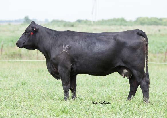 Bred Cows 49 HSF BERRYSFOCUS 85L Y30 1/25/11 Y30 ET Adj BW 70 SimAngus Homo Black Homo Polled MYTTY IN FOCUS S A F FOCUS OF E R MYTTY COUNTESS 906 HSF MISS BERRY 85L CIRCLE S LEACHMAN 600U HSF HALLE