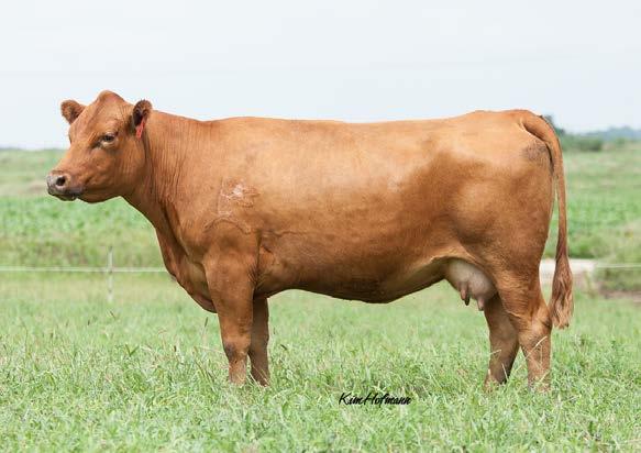 39 API 155 Lot 49 Bred to: LMF Revenue ASA# 2670825 Due 1/29/16 This is the best In Focus female we have raised and she has been flushed.