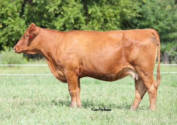 Lot 50 50 HSF CONNIE 107W 129Y 9/28/11 129Y Adj BW 72 Adj WW 357 Red SimAngus Red Polled HXC CONQUEST 4405P BECKTON JULIAN GG B571 HXC ELLIE MAY MA638 HSF MISS PACE 104R 107W HOOKS PACESETTER 8P HSF