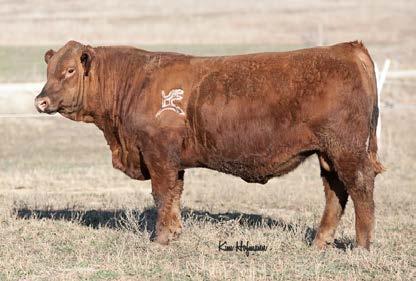 Please see her video because she is much more beautiful in real life than her photo shows. We would love to see how her Prime Beef calf looks and performs.