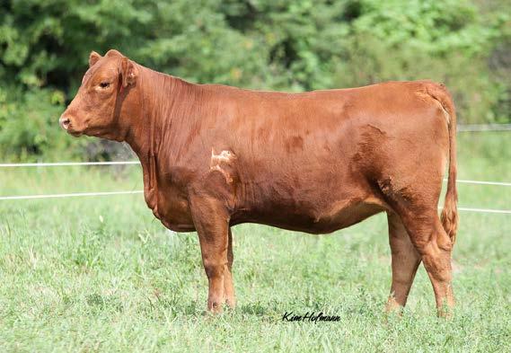 9 API 168 Bred to: Perfect Timing (Polled Hereford) ASA# 2991630 Due 2/1/16 Top 3% API, top 3% CE.