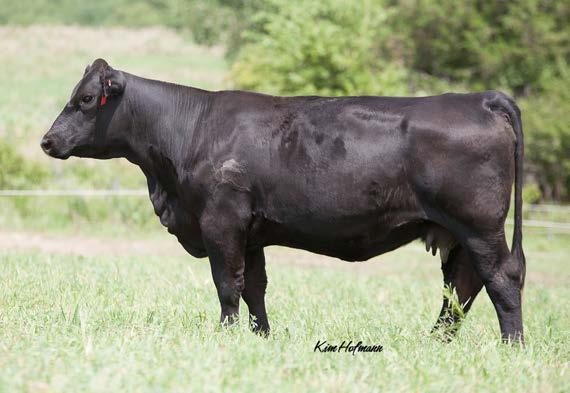 See our comments below about Perfect Timing - 5A s AI service sire.