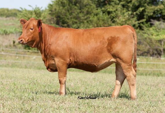 If we had a whole herd of females exactly like this, we wouldn t mind a bit. We flushed her Olie dam this Spring and she bred right back.