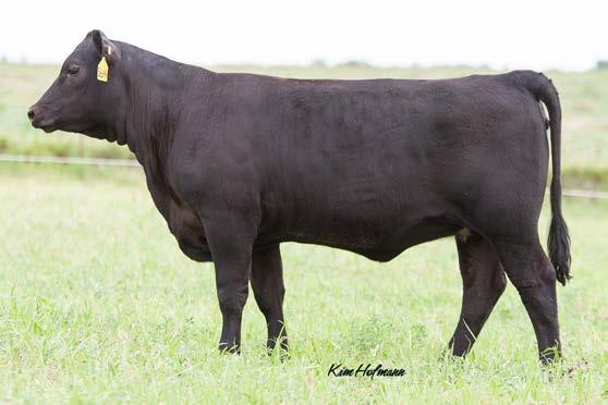 T TREASURE 423 CED +15 BW -1.7 WW +46 YW +84 CEM +11 Milk +21 18169922 $EN +2.30 $W +49.58 $F +35.95 $B +97.64 This heifer ranks in the top 3 % for BW EPD in the Angus breed.