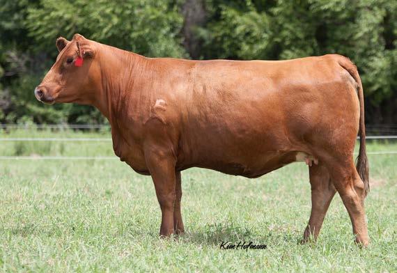 89 API 136 128C 8/15/15 Red Homo P Heifer 78 Hook s Xpectation ASA# 2559346 Maternal sister to Lots 25 and 58.