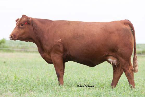 A93 is a half sister to the Genex sire, HSF High Roller 12T, and her dam, 33R has made a huge impact on our herd as well as many others.