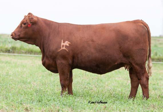 2 API 125 130C 8/16/15 Black Polled Heifer 74 Hooks Shear Force ASA# 2081939 167A s dam, 2T, has raised some great, high selling bulls for us and we are confident this female can do the same.