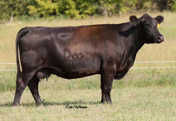 4 73 6/18/15 Black snip Polled Heifer 69 ASR Mo Better Y120 ASA# 2598864 Lot 19 comes from the heart of our summer calving herd.