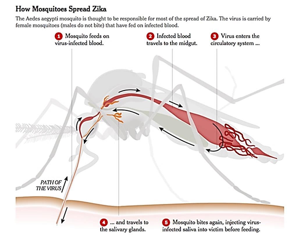 What is Zika Virus? Zika Virus is an infectious disease most often transmitted to people through the bite of a infected mosquito. Zika Virus is in the family flaviviridae.