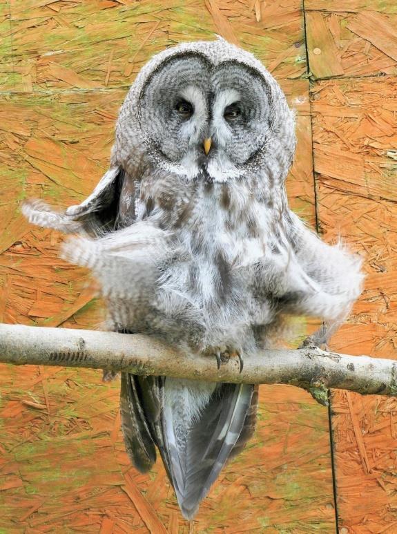 The Wolds Way Owl Trust Owls for Adoption Dusty Great Grey Owl We are very
