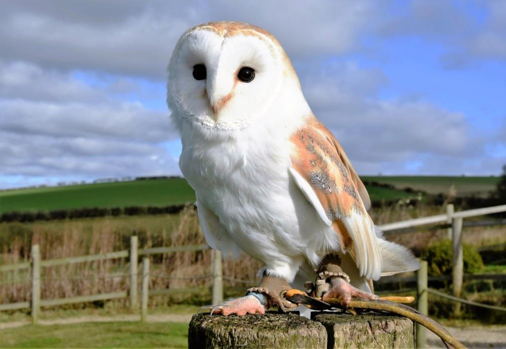 Ozzy - Barn Owl Meet Ozzy, a new and welcome addition to our collection of owls for adoption. Ozzy is a beautiful example of a male Barn Owl.