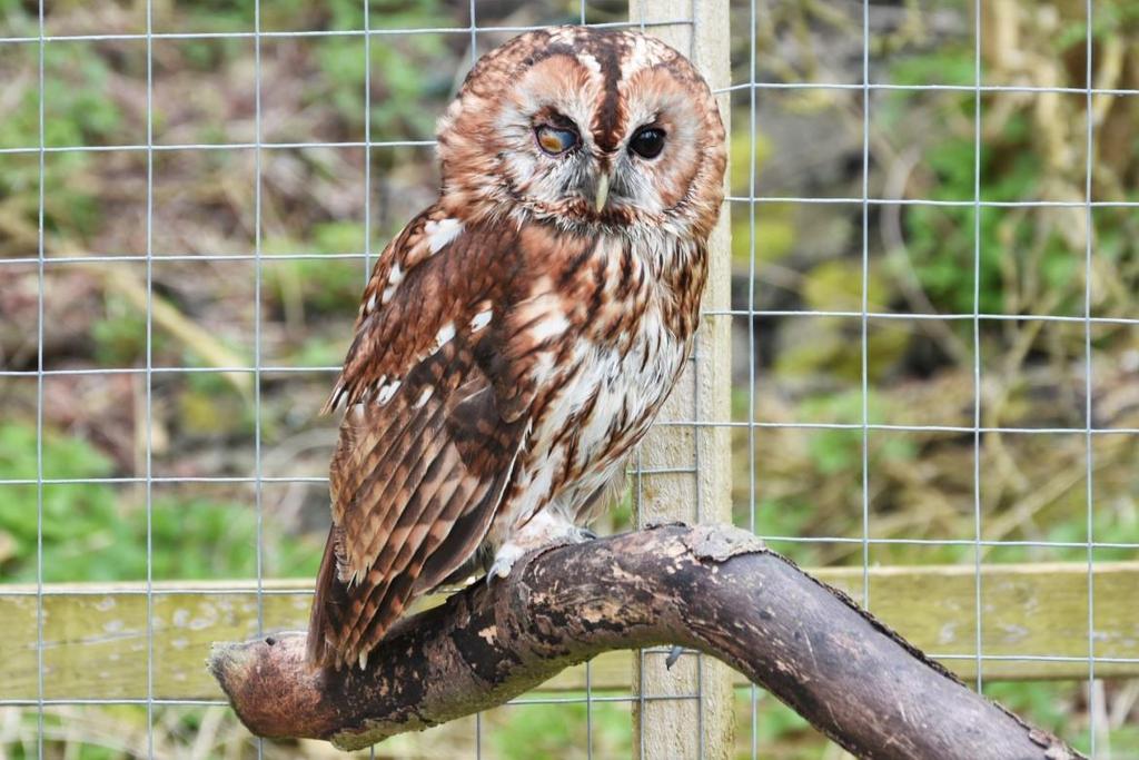 Tyson - Tawny Owl Those of you who have been regular visitors to the centre will know that Tyson has been with us for some time although we have only recently been able to add him to our list of