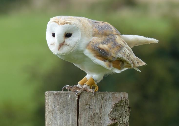 Sandy - Barn Owl Sandy is quite a celebrity and enjoys regular trips out to meet his many fans!