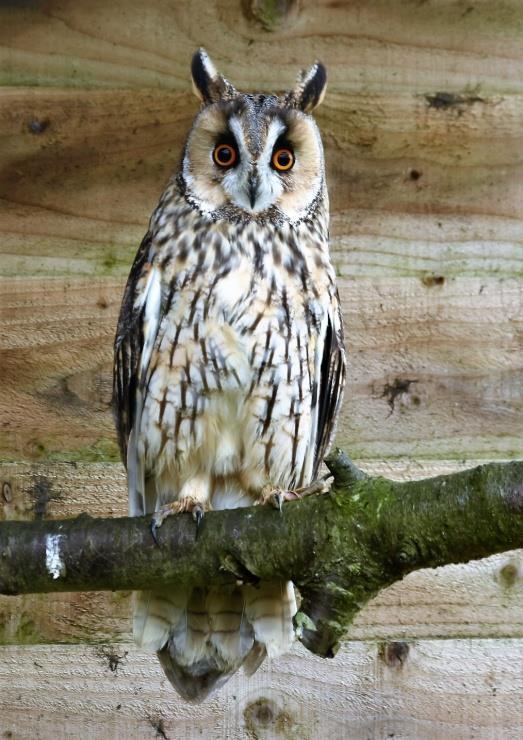 Luther and Alice - British Long Eared Owls Alice and Luther are a fine pair of Long Eared