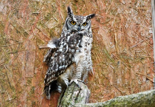 Zoobin and Zaphod - African Spotted Eagle Owls When Zoobin first arrived at the centre he had a damaged wing and needed first aid and