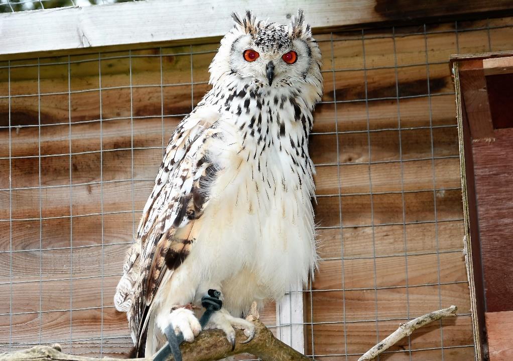 Twiggy Bengal Eagle Owl Twiggy has been with us for a long time and is quite tame.