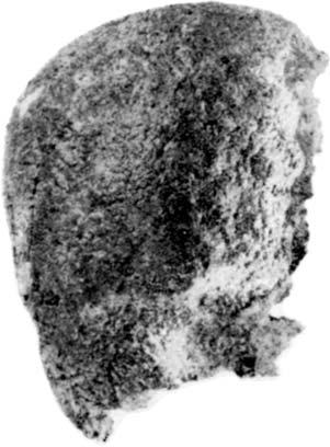 In Jelínek (1968), the figure is labelled as Table I. D through which runs the preserved sutura metopica. The glabella connects both supraorbital arches.