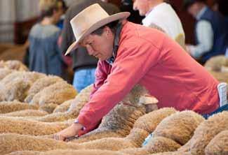 Putting MONEY and MERINOS in the same sentence 2015 RAM SALE: * All 250 rams averaged $1852 * Top of $6600 THIS ONE? The tedious task of ram selection.