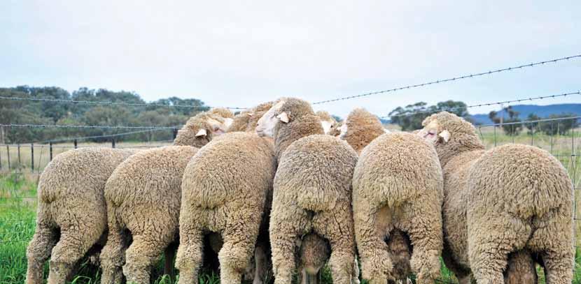 au Important Dates for your Calendar 15, 16, 17 JULY Australian Sheep & Wool Show, Bendigo VIC 26 JULY Midstate Merino