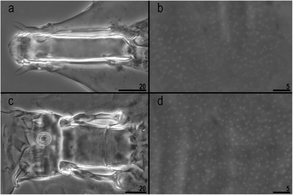 Roszkowska et al. Zoological Studies (2015) 54:12 Page 6 of 17 Figure 2 Milnesium argentinum sp. nov. and Milnesium beatae sp. nov. Milnesium argentinum sp. nov.: (a) buccal tube (ventral view); (b) dorsal cuticle with pseudopores and Milnesium beatae sp.