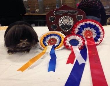 WALNUT STUD ADY LEY ADY LEY Stock Show results for 2014 Doncaster.