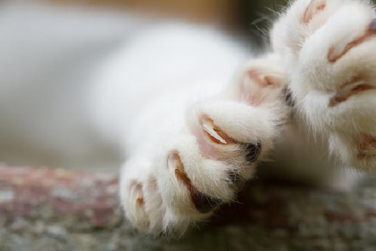 Can I trim my kitten's sharp toenails? Kittens have very sharp toenails. The tips can be trimmed with your regular fingernail clippers or with nail trimmers made for dogs and cats.