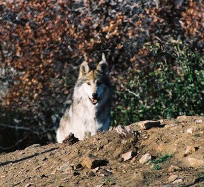 Foreword The Mexican wolf project is a multi-agency cooperative effort between the U.S.