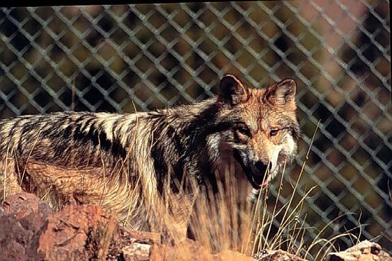 PART A: RECOVERY ADMINISTRATION 1. Mexican Wolf Captive Breeding Program a.