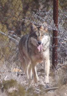 b. Mexican Wolf Pre-Release Facilities Release candidate Mexican wolves are acclimated prior to release in Service-approved facilities designed to house wolves in a manner that fosters wild