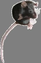 The laboratory mouse represents probably 70% of laboratory animals used in biomedical research