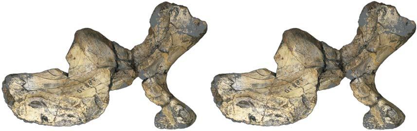 BARON AND WILLIAMS LATE TRIASSIC HERRERASAURIAN DINOSAURIFORM FROM TEXAS 131 50 mm Fig. 2.