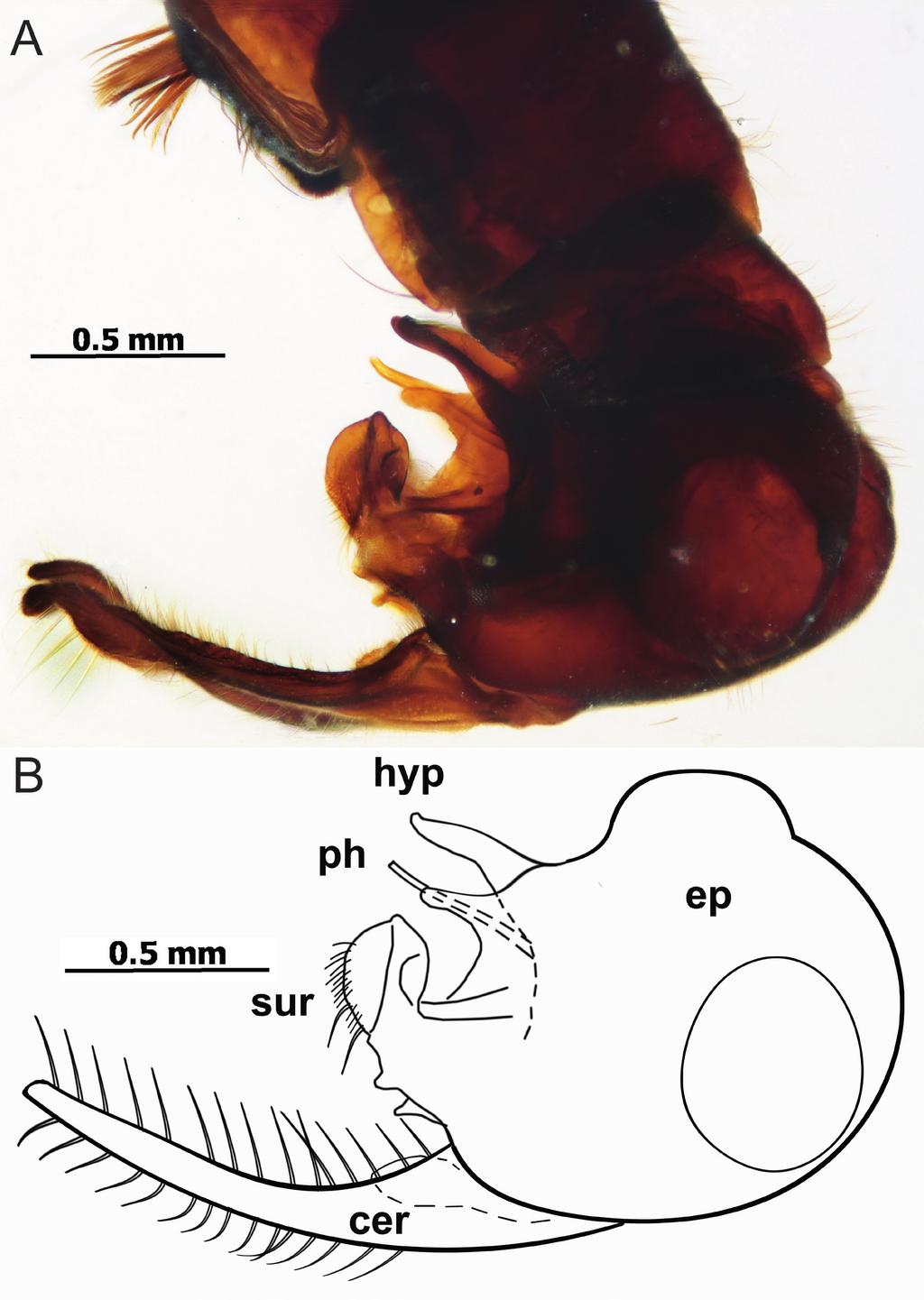 European Journal of Taxonomy 61: 1-14 (2013) Fig. 3. Diostracus (Sphyrotarsus) kustovi sp. nov. Male holotype. A.
