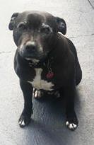 SNUGGLEBUG RILLA NEEDS A NEW HOME Rilla is an older gent - an 8 year old Staffy x. He LOVES people, LOVES company and cuddles and BELLY RUBS. He s used to being allowed inside with his people.