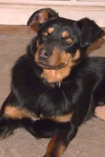 TIMMY IS LOOKING FOR A NEW HOME Timmy is only 12 months old, Kelpie cross, he has had a rough life before being adopted by his current owners.