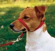 Safety Tools: The Gentle Leader Potential distraction Can suppress an exuberant dog that comes on too strongly at first If dog will be dragging a leash, best to attach to