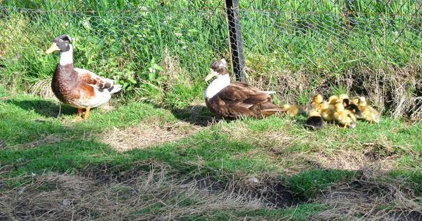 Right: An almost perfect Crested Miniature Duck at Jacob Rodenburg s. Below: My first drake, with one of the ducks and her ducklings.