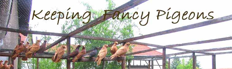PART 6 Rearing and Selection By: Mick Bassett Rearing Young birds, to develop fully, need all that the adults do but more of it! Plenty of room to exercise, lots of fresh air, balanced diet, etc.