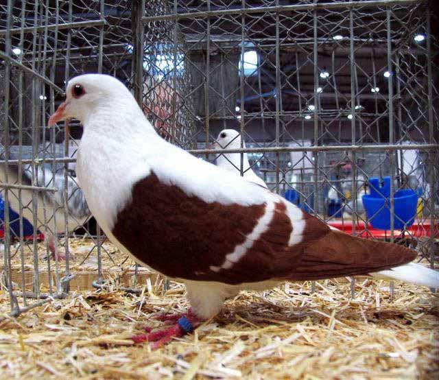 With the Red Thuringian Wing Pigeon the white Bars are more difficult to get so narrow. This bird is good in this respect and this variance is allowed for in Judging.